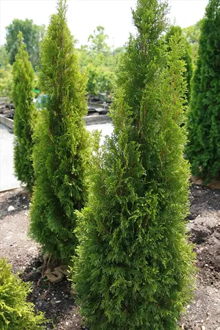emerald green arborvitae trees growing in a sunny nursery bed