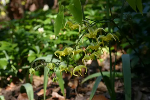 epimedium amber queen with yellow spider-like flowers in a shaded garden