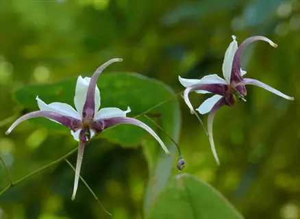 epimedium barrenwort flowers with white and purple spurred petals against green foliage