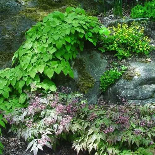 epimedium flowering shade garden with pink blooms, green foliage, and mossy rocks