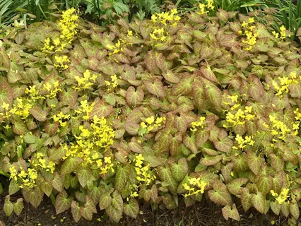 epimedium frohnleiten yellow flowers with heart-shaped veined leaves in a garden