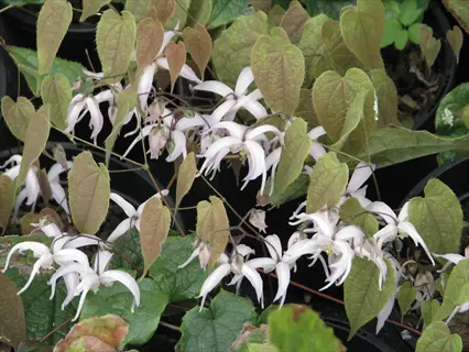 epimedium lilafee purple flowers with heart-shaped green foliage