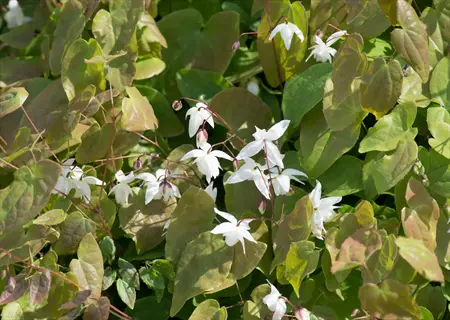 epimedium niveum white flowers blooming among green foliage