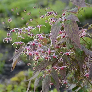 epimedium pink champagne with pink spurred flowers and mottled leaves