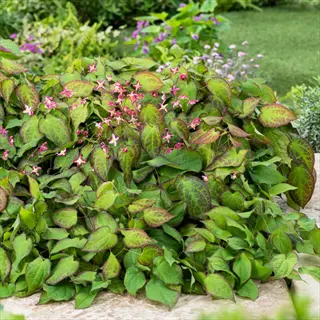 epimedium rubrum crimson with green heart-shaped leaves and small pink flowers in a garden bed