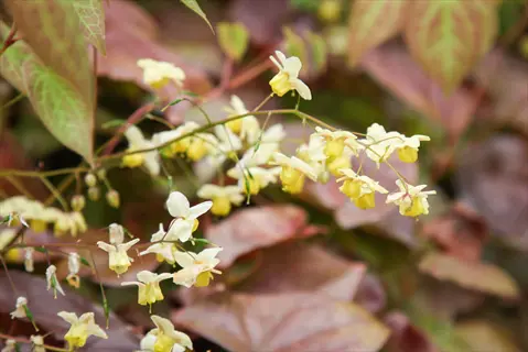 epimedium sulphureum flowers blooming among reddish garden leaves