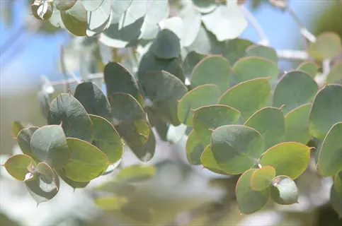 eucalyptus leaves silver in soft sunlight with blurred blue sky background