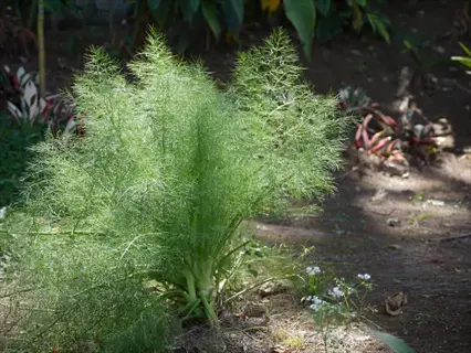 feathery green dill plant garden growing in a shaded outdoor bed