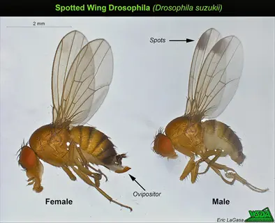 female and male spotted wing drosophila flies with wing spots and ovipositor labeled