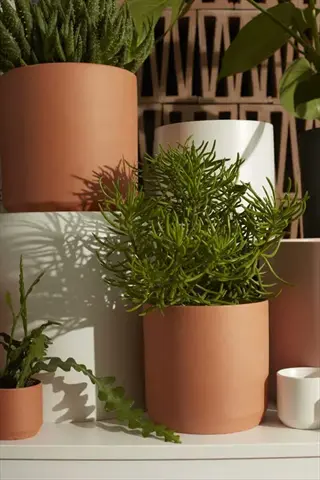 fernwood mikado plant in terracotta pot with other potted greenery