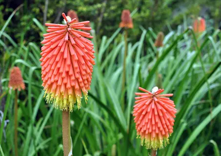fire dance kniphofia red-orange flower spikes blooming among green garden foliage