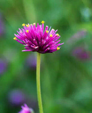 fireworks gomphrena flowers with bright pink blooms against a soft green garden background