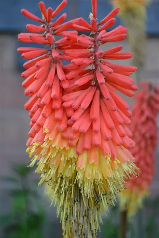 flamenco kniphofia red yellow flower spikes blooming in a garden