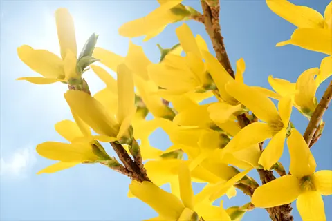 forsythia yellow blooms against a bright blue sky