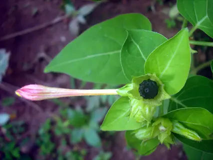 four o'clock flowers with green leaves, pink bud, and black seed
