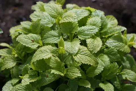 fresh green lemon balm leaves growing in a garden bed