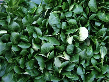 fresh green mache corn salad leaves close up