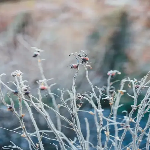 frosted garden plants with icy stems and dried rose hips in a soft winter background