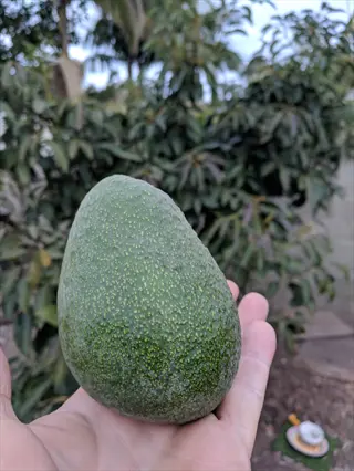 fuerte avocado fruit held in a hand on an avocado tree background