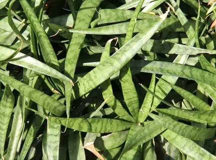 futura superba snake plant with dense green variegated sword-shaped leaves
