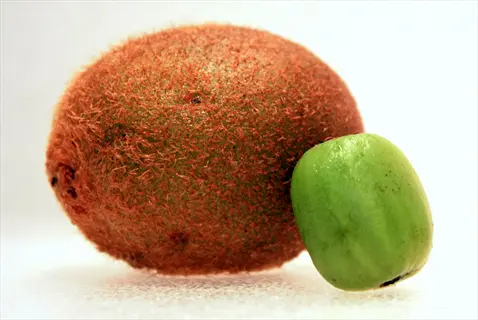 fuzzy kiwi fruit with a small green kiwi berry leaning against it on a light surface