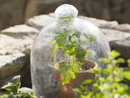 garden cloche windy weather cover protecting a potted plant outdoors