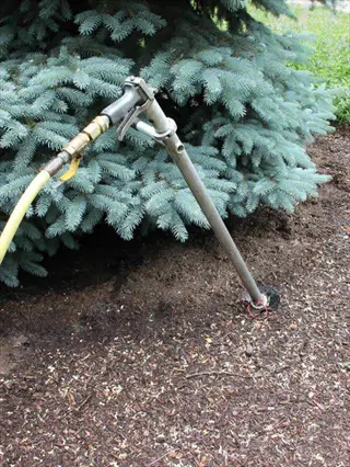 garden loppers resting in mulch beside a blue spruce shrub