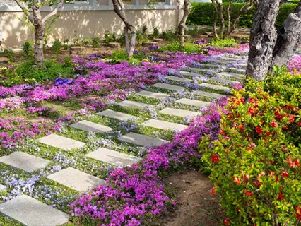 garden path with creeping thyme between pavers, pink blooms, trees, and shrubs