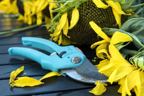 garden snips closeup beside cut sunflowers on a dark outdoor table