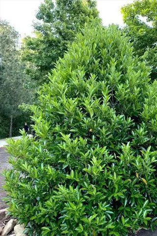 glossy green chindo viburnum hedge growing tall in a landscaped garden