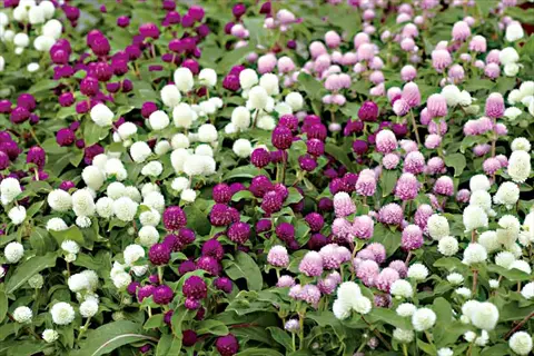 gnome gomphrena flowers in pink, purple, and white blooming densely among green leaves