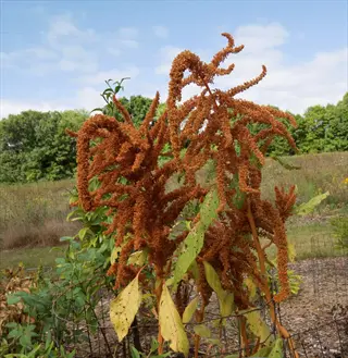 golden giant amaranth grain seed heads drying in a sunny garden field