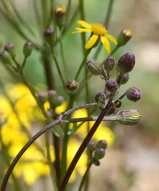 golden groundsel packera yellow flowers and purple buds in soft focus