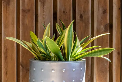 golden hahnii snake plant in a metal pot against a wooden fence