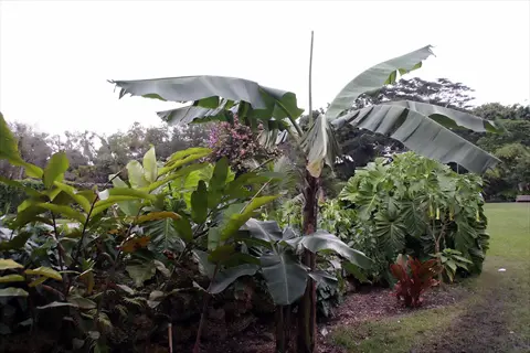 goldfinger banana plant with broad leaves in a lush tropical garden