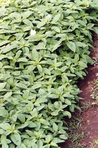 green amaranth garden plant growing densely in a cultivated garden bed