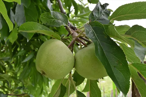 green apples hanging among apple tree leaves on a branch