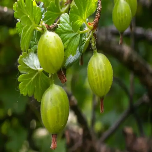 green berries and leaves on a ripe gooseberry bush
