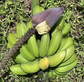 green fhia sweetheart banana bunch with purple blossom growing outdoors