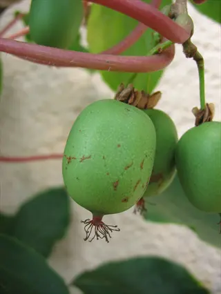 green fruit clusters hanging from an issai kiwi vine