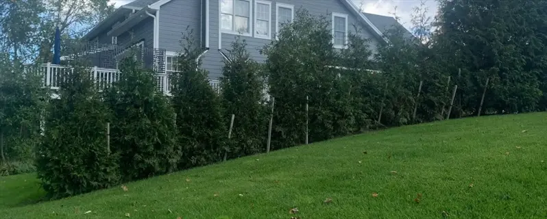 green giant arborvitae hedge along a sloped lawn in front of a gray house