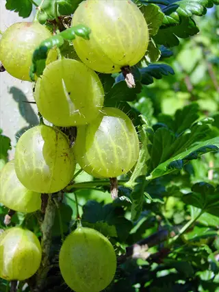 green gooseberries bush with ripe berries hanging among leafy branches
