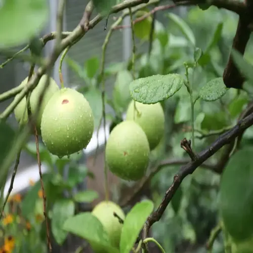 green grapefruit tree fruit hanging from leafy branches after rain