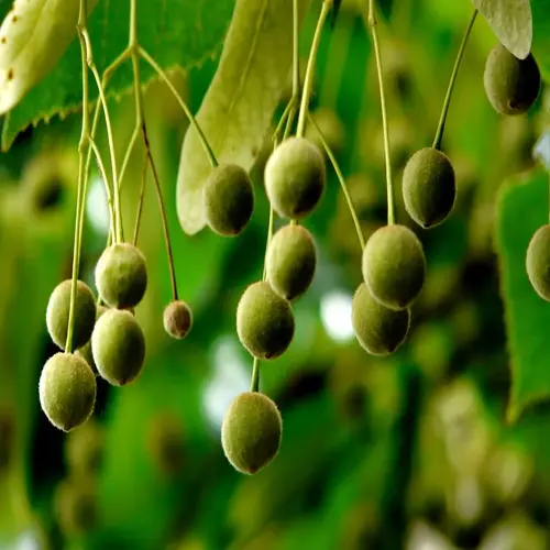 green lime tree fruit hanging from leafy branches