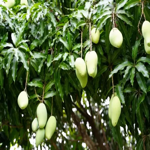 green mango tree fruit hanging among glossy leaves