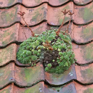 green roof sempervivum installation growing on mossy terracotta roof tiles
