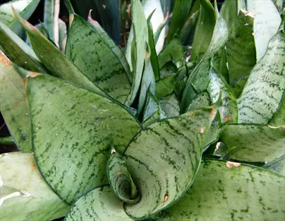 hahnii bird nest plant with compact green variegated leaves in a rosette