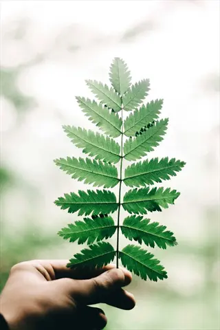 hand holding a green christmas fern woodland frond against a soft forest background