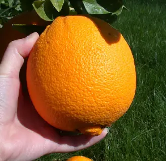 hand holding fruit on a tarocco orange tree in sunlight