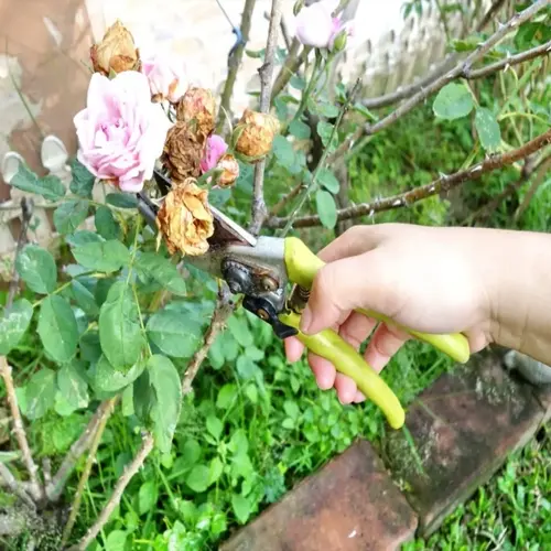 hand using pruning shears for deadheading rose garden blooms